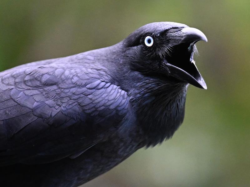 Australian raven