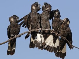 A crackle of cockatoos