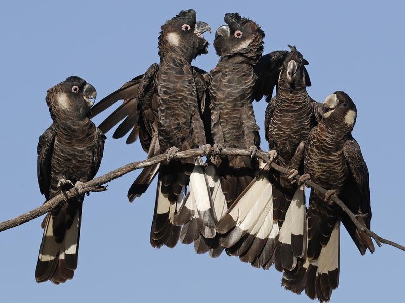 A crackle of cockatoos
