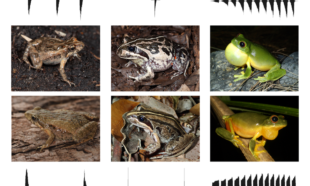 Meet the Experts – FrogID Week - The Australian Museum