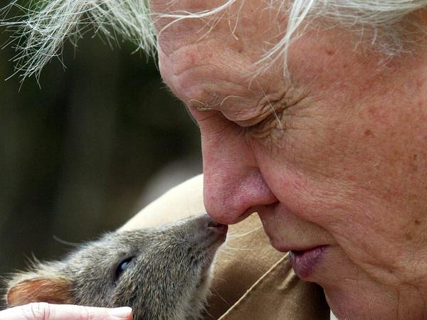 David Attenborough