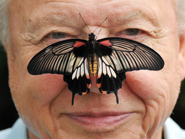 David Attenborough poses with a Southeast Asian great Mormon butterfly