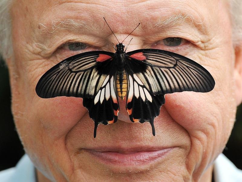 David Attenborough poses with a Southeast Asian great Mormon butterfly