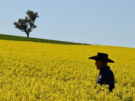A farmer in a field of canola crops (file image)
