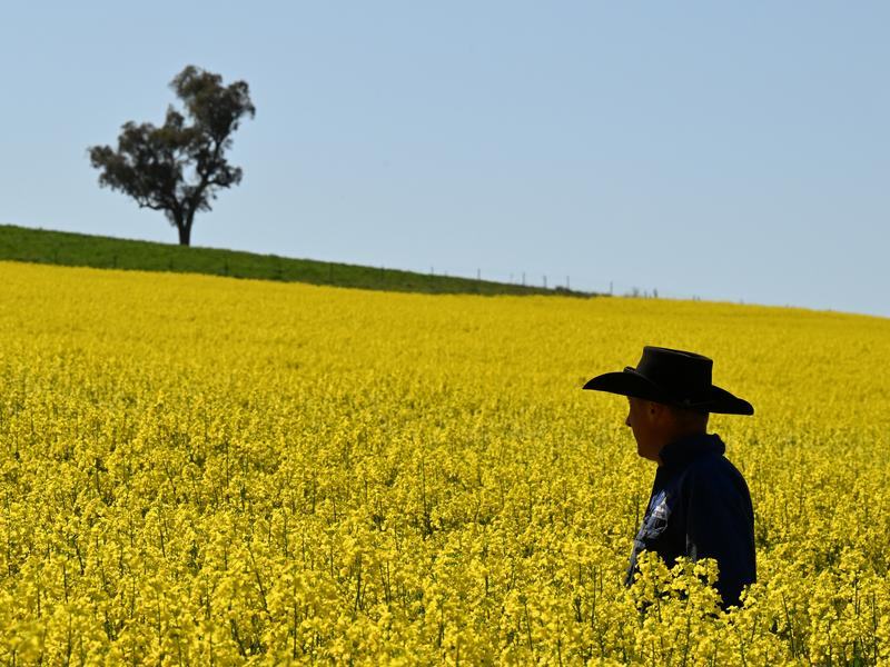 A farmer in a field of canola crops (file image)