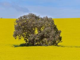 A tree is seen in a field of Canola crops