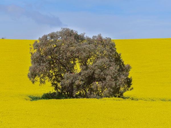 A tree is seen in a field of Canola crops
