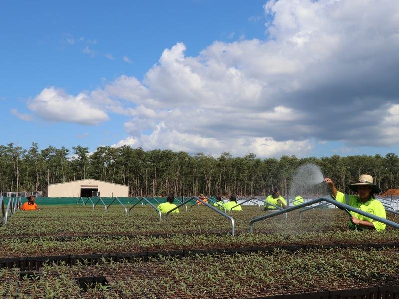 The Tiwi Plantations Corporation nursery