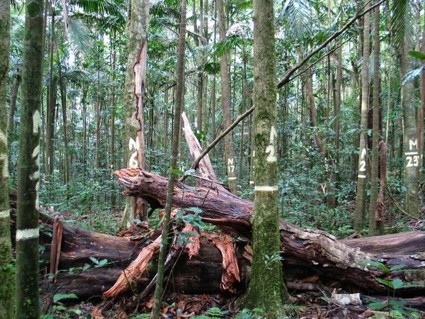 Crediton State Forest, Queensland