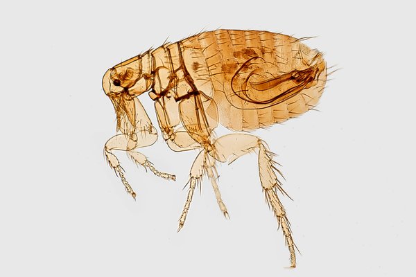 Microscope image of a male Oriental rat flea (Xenopsylla cheopis)