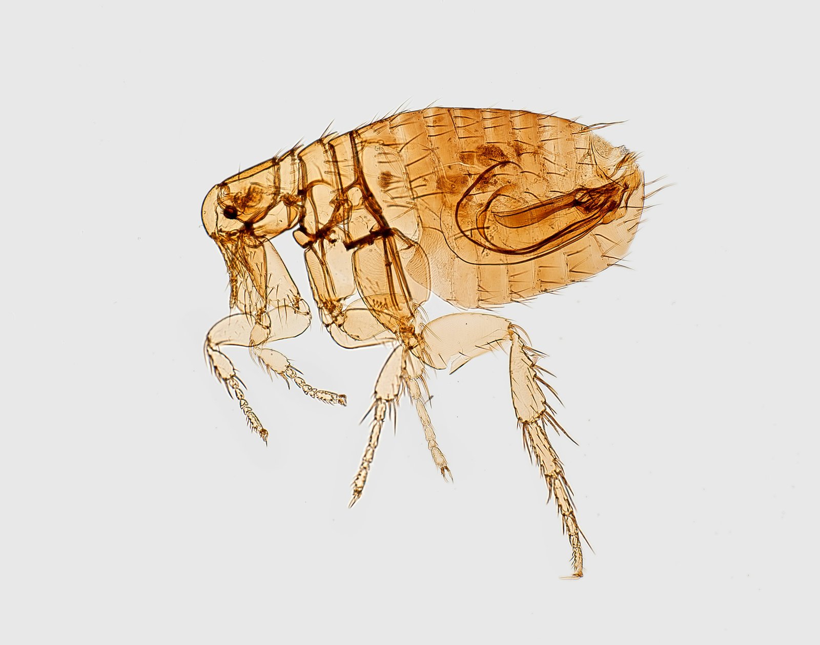 Microscope image of an Oriental rat flea showing its amber translucent body, six legs and bristles.