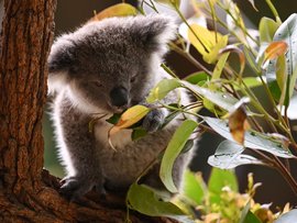 A koala (file)
