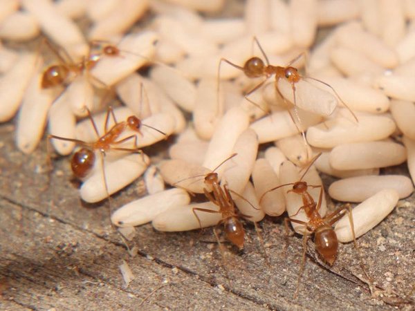 bugs
