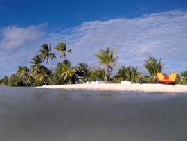 Palm trees in Funafuti, Tuvalu
