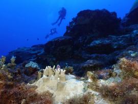 Coral bleaching