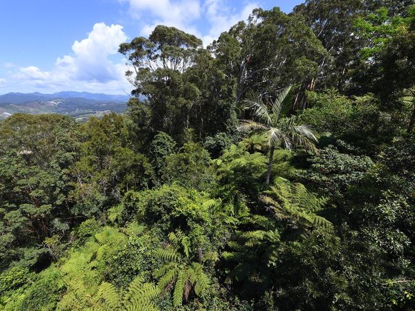 A file photo of forest