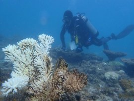A diver assessing coral reef damage