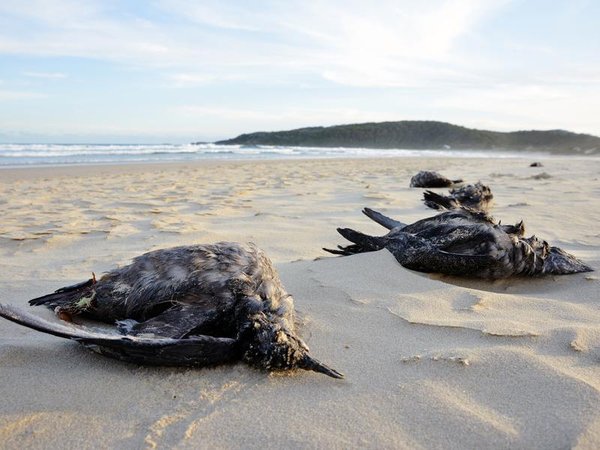 Dead seabirds washed up in Newcastle