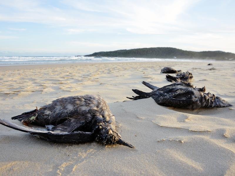 Dead seabirds washed up in Newcastle