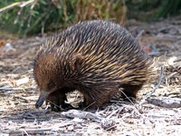 Eastern Short-beaked Echidna, Tachyglossus aculeatus ssp. aculeatus