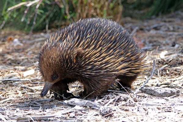 Eastern Short-beaked Echidna, Tachyglossus aculeatus ssp. aculeatus