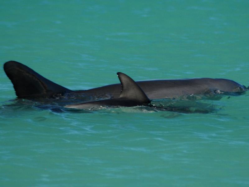 Dolphins (file image)