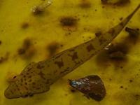 Smallfin Clingfish, Parvicrepis parvipinnis