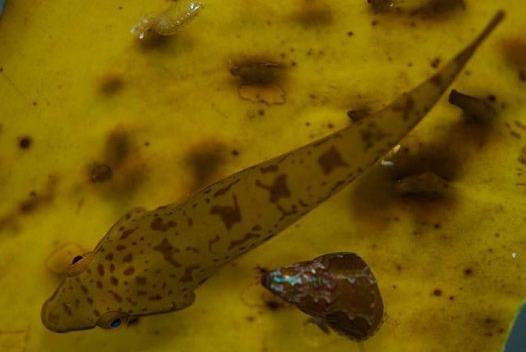 Smallfin Clingfish, Parvicrepis parvipinnis