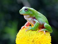 Dumpy frog sitting on green flower