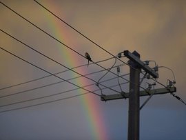 A bird sits on electricity wire (file image)