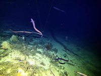 Basketwork Eel spawning aggregation