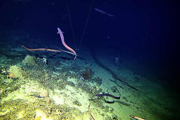 Basketwork Eel spawning aggregation