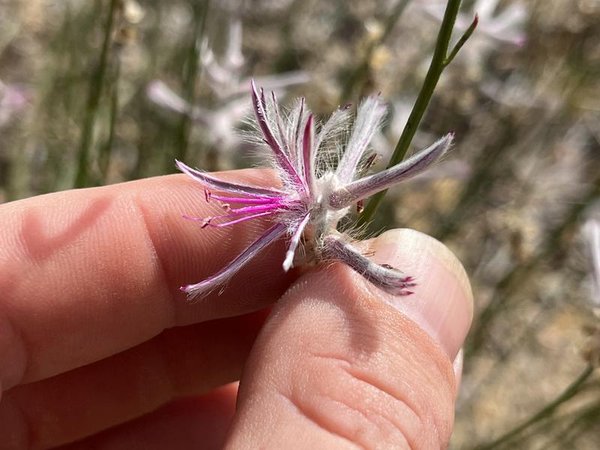 Fingers holding a small flower from a shrub