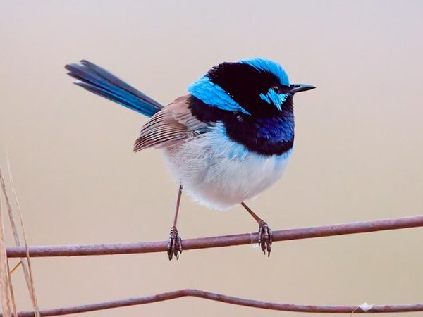 A fairywren in the Australian Botanic Gardens