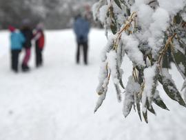 Snow blankets gum leaves at Falls Creek