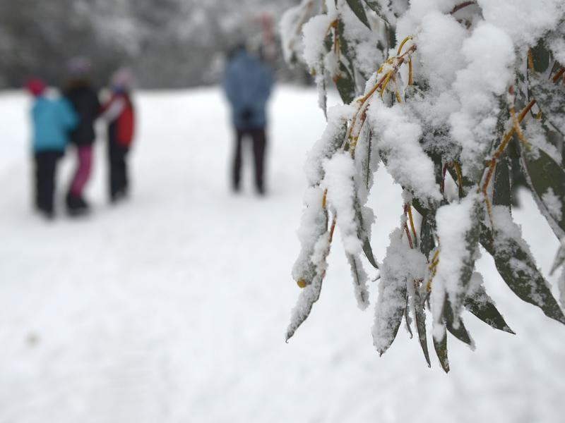 Snow blankets gum leaves at Falls Creek
