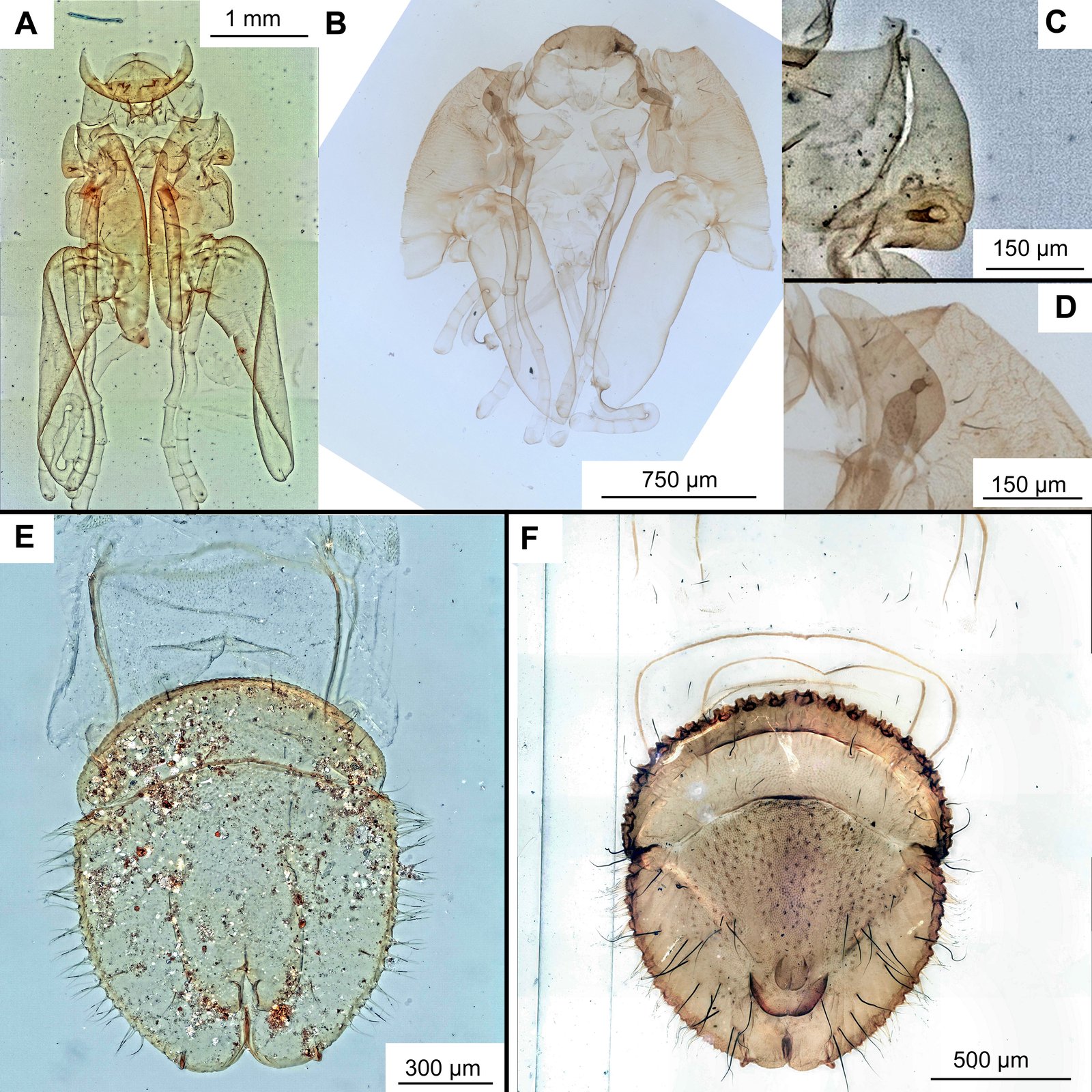 Terminal discs of modern marine midges. A, C, E − Thalassomya frauenfeldi; B, D − Telmatogeton japonicus; F − T. torrenticola. A-B) Pupal cephalothorax; C-D) Thoracic horns; E-F) Terminal discs of the abdomen.