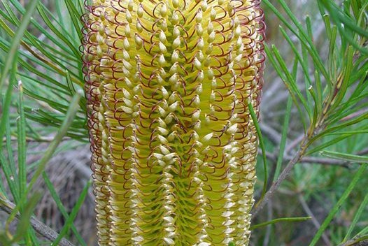 Banksia inflorescences