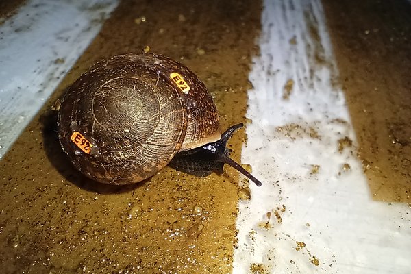 Campbell's Keeled Glass-snail