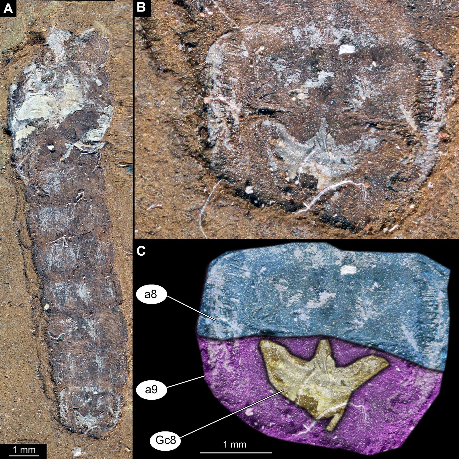 Telmatomyia talbragarica A) Habitus; B) Terminal disc, unmarked; C) Terminal disc, marked. Abbreviations: a8, a9 –abdominal segments 8 & 9; Gc8 – female gonocoxite