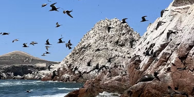 Islands off the coast of Peru are home to millions of seabirds. Their droppings were an important fertiliser for Indigenous people in the Andes.