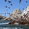 Islands off the coast of Peru are home to millions of seabirds. Their droppings were an important fertiliser for Indigenous people in the Andes.