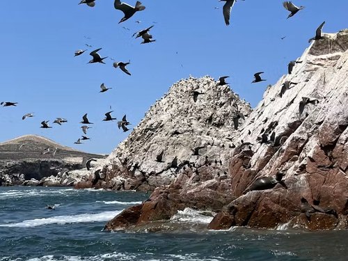 Islands off the coast of Peru are home to millions of seabirds. Their droppings were an important fertiliser for Indigenous people in the Andes.