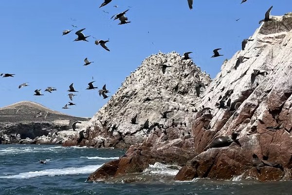 Islands off the coast of Peru are home to millions of seabirds. Their droppings were an important fertiliser for Indigenous people in the Andes.