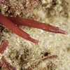Two slender red pipefish rest against a sandy reef covered in algae and encrusting organisms.