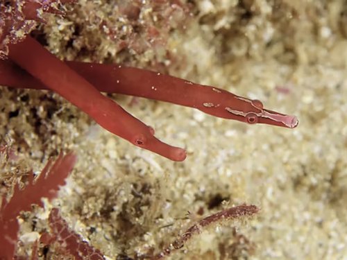 Two slender red pipefish rest against a sandy reef covered in algae and encrusting organisms.