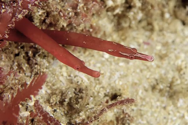 Red pipefish (Notiocampus ruber)