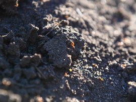 Fire ants