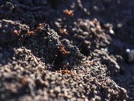 Fire ants are seen in a nest