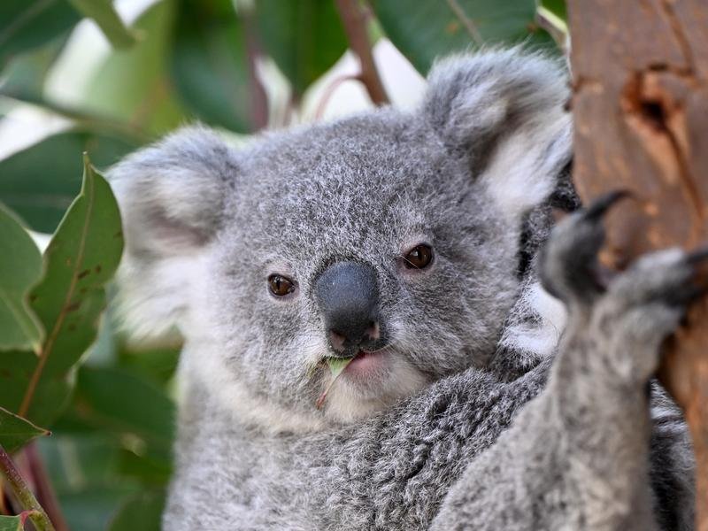 Koala